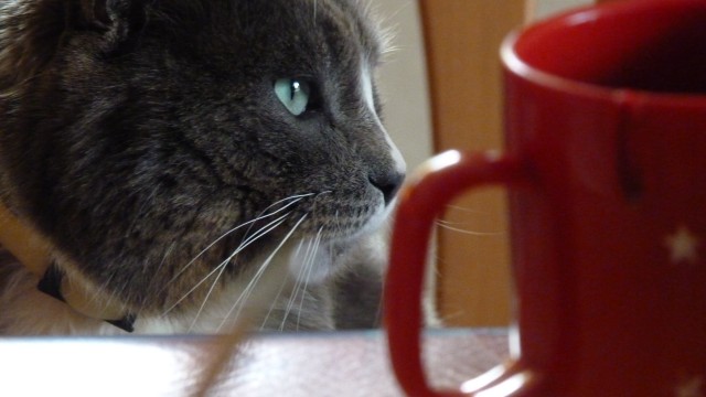 Cat and cup of tea