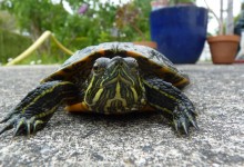 20 Mai: histoire d’une tortue (et d’un hérisson, aussi)