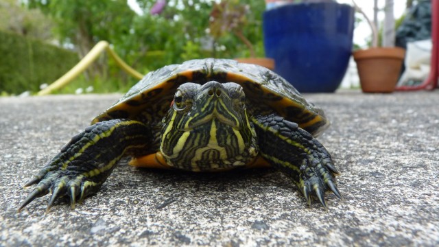 20 Mai: histoire d’une tortue (et d’un hérisson, aussi)