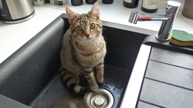 22 Janvier: qui a dit que les chats n’aime pas l’eau?
