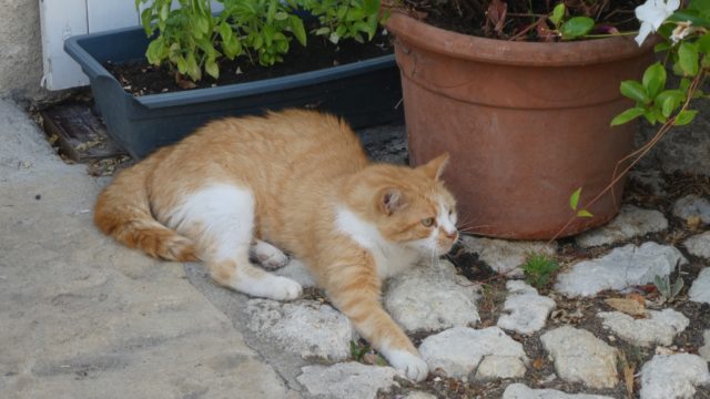 07 Août: le chat roux de Charroux