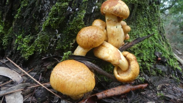 16 Décembre: champignons automnaux