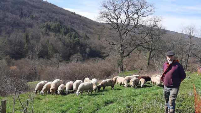 12 Février: troupeau et berger